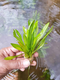 Echinodorus quadricostatus